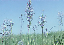 The eastern camass (also know as wild hyacinth) has an edible corm root and delicate lavender flowers.
